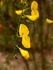 春光中高尔斯植物的可爱金黄衬套爬坡英语森林水库金雀花风景蕨类树叶栖息地图片