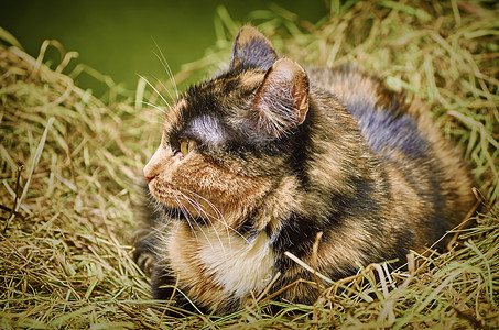 猫在海中干草乡村草垛虎斑猫科胡须眼睛哺乳动物稻草动物图片