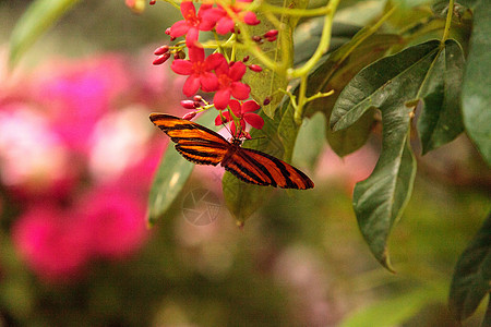 海利科尼乌斯希凯勒蝴蝶花园昆虫橙子图片