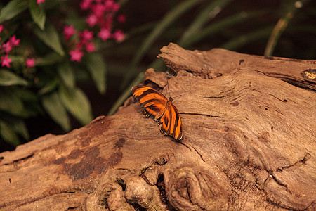 海利科尼乌斯希凯勒昆虫橙子蝴蝶花园图片