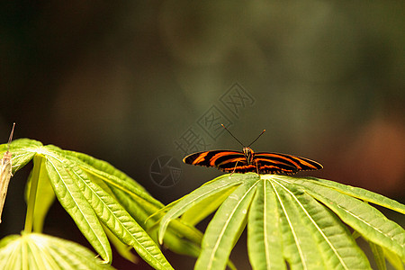 海利科尼乌斯希凯勒昆虫橙子蝴蝶花园图片