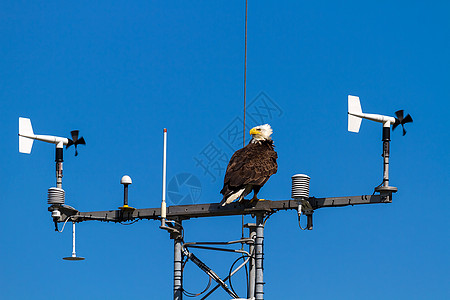 美洲秃鹰在通讯塔上迫近图片