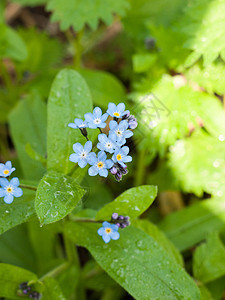 蓝小花头在植物和树叶的顶端荒野脆弱性植物学场地生长蓝色叶子季节宏观野花图片