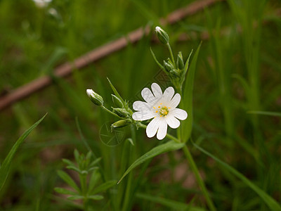 一个在春光中孤立的白花之光花园野花公园植物学森林脆弱性草地环境植物群植物图片
