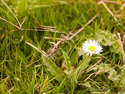 草地上的春天雏菊 温暖而自然的光药品温泉洋甘菊花粉宏观英语花瓣植物群草本植物花园图片