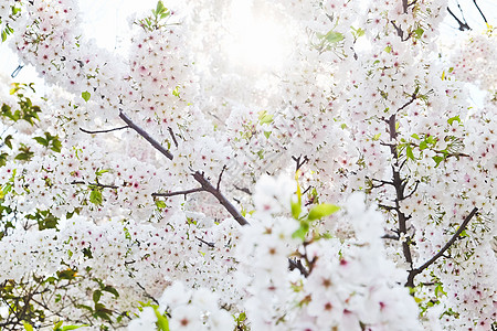 萨库拉花粉色花瓣植物公共公园文化季节水平摄影樱花花头图片