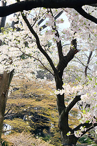 萨库拉花文化公共公园白色樱花水平粉色摄影花瓣花头季节背景