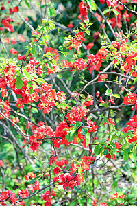 红日日日元昆斯摄影枝条季节花瓣植物植物学生长叶子绿色花坛图片