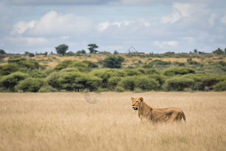 狮子在高草地上豹属食肉国王荒野哺乳动物丛林动物生物领导者野生动物图片