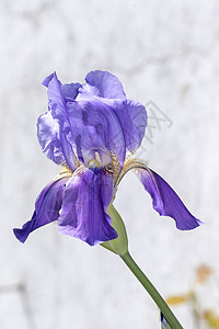 伊里斯细菌花朵紫色季节宏观植物野花植物群花瓣活力荒野胡子图片