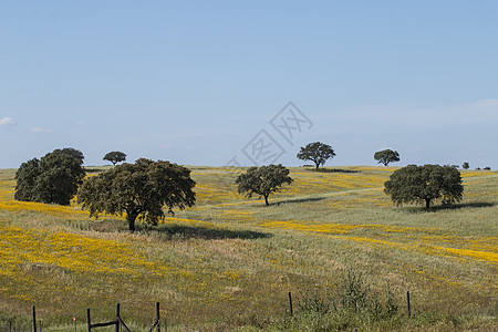 Alentejo的春天风景场地蓝色农田雏菊农村草原花朵土地橡木草地图片