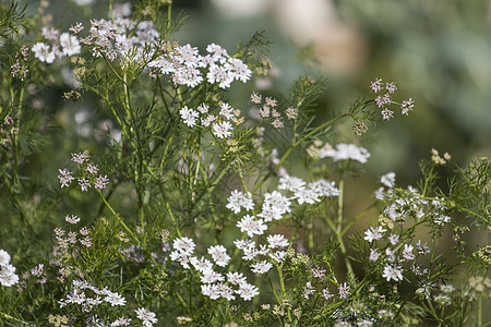 Coriander 翻译生长种植园白色香菜草本农场花园绿色香味植物图片