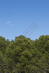 年轻的松树季节性蓝色植物群叶子针叶树森林阳伞松果天空季节图片