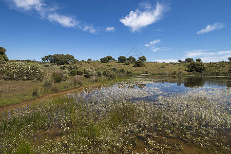 临时池塘景观国家白色晴天农村草地土地蓝色天空花朵乌鸦图片