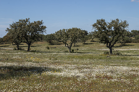 Alentejo的春天风景天空白色蓝色农村农田牧场晴天花朵草地橡木图片