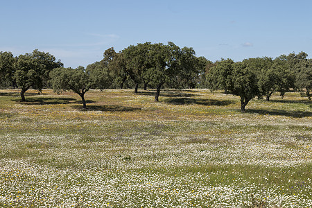 Alentejo的春天风景白色橡木蓝色农场花朵草地乡村农田牧场雏菊图片