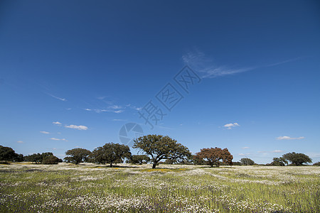 Alentejo的春天风景蓝色天空草地农田牧场农场草原农村橡木场地图片