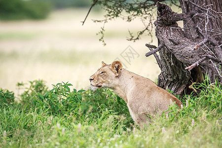 狮子坐在草地上猫科哺乳动物毛皮动物园国王野生动物捕食者动物危险濒危图片