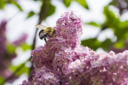 大黄蜂授粉动物飞行蜂窝生育力物质腹部工人天线翅膀危险图片
