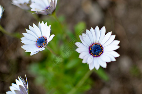 白花和蓝色花朵中的加沙花园植物花瓣园艺宏观菊科同心生长橙子热带雏菊条纹图片
