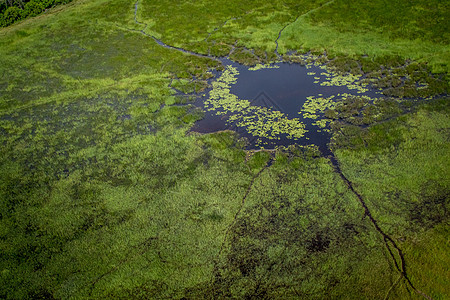 奥卡万戈三角洲的空中景象飞行湿地动物哺乳动物衬套生态旅游渠道旅游宋体冒险图片