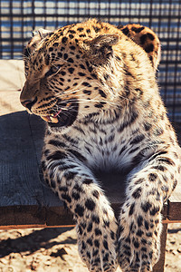 豹的肖像公园男性老虎食肉荒野豹属猫科哺乳动物晴天说谎图片