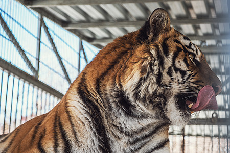 豹的肖像丛林侵略哺乳动物危险条纹毛皮猎人猫科动物野生动物图片