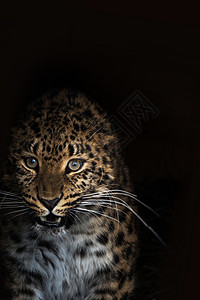 豹的肖像太阳毛皮食肉女性荒野晴天老虎国家动物公园图片