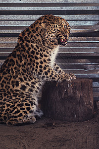 豹的肖像女性食肉危险哺乳动物猫科濒危眼睛公园晴天动物园图片