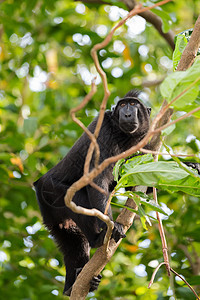 乌拉韦西原生猴森林野生动物公园动物丛林木头毛皮哺乳动物眼睛濒危图片