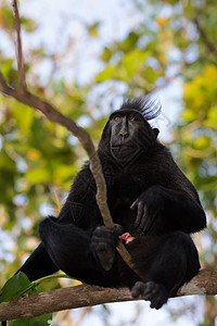 乌拉韦西原生猴头发毛皮国家生物森林生活凤头卷尾丛林木头图片