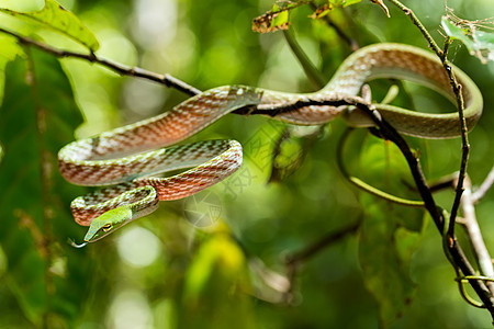 绿色亚洲藤蛇捕食者野生动物热带生物舌头国家眼睛森林藤蔓猎物图片