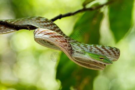 绿色亚洲藤蛇爬虫国家热带致命森林捕食者藤蔓野生动物毒液猎物图片
