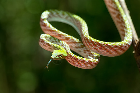 绿色亚洲藤蛇丛林国家热带情调公园毒蛇危险致命毒液雨林图片