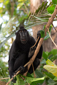 乌拉韦西原生猴明星木头动物丛林生物森林卷尾头发荒野眼睛图片