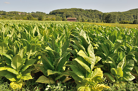 烟草工厂各行绿色栽培植被场地农场农业叶子土壤生长图片