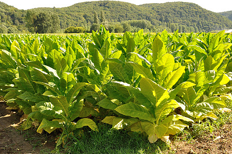 烟草工厂各行农业农场栽培植被绿色土壤叶子场地生长图片