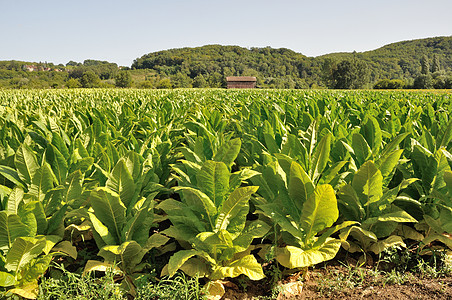 烟草工厂各行场地植被绿色农场叶子栽培生长农业土壤图片