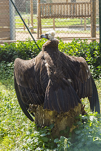 黑秃鹰靠着开放的翅膀躺在树桩上图片