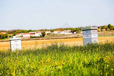 向日葵田角落的蜂巢农场草地花粉蜂房昆虫养蜂业团体农业木头死亡图片