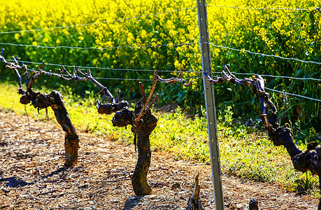 在法国葡萄园收获之前 长成一排美丽的葡萄草地农业收成栽培植物太阳季节天空酒厂藤蔓图片