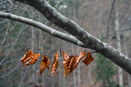去年秋天 树枝的落叶图片
