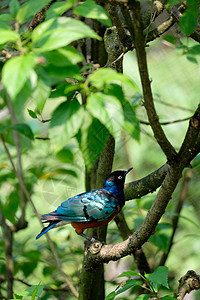 坐在树枝旁的兰普罗特尼超级公交车羽毛尾巴黑色橙子绿色蓝色荒野野生动物热带动物图片