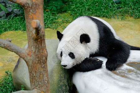 熊猫在白石上休息图片