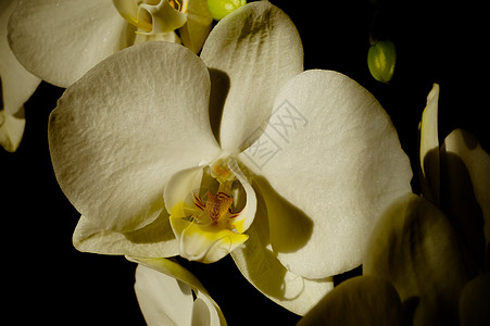 美丽的白兰花花花朵宏观照片图片