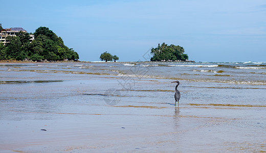 海浪中的黑海绵 美丽的小绿岛 在河边羽毛黑色海洋海岸热带动物野生动物海滩白鹭苍鹭图片