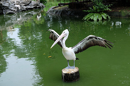 佩利坎的翅膀飞动河口野生动物传播公园鸟类棕色花园蓝色图片