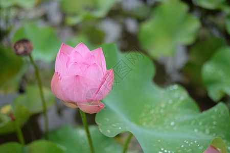 池塘中的粉色莲花绿色叶子热带百合植物群荷花植物花园紫色植物学图片