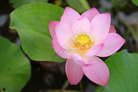 池塘中的粉色莲花荷花叶子植物花瓣植物群紫色百合花园绿色植物学图片