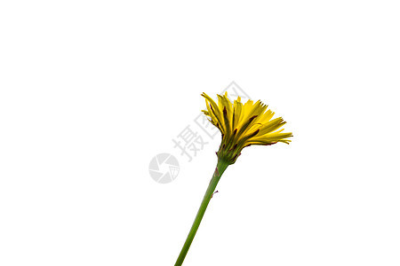 丹德利翁花草本植物焦点白色选择性宏观药品植物黄色太阳摄影图片